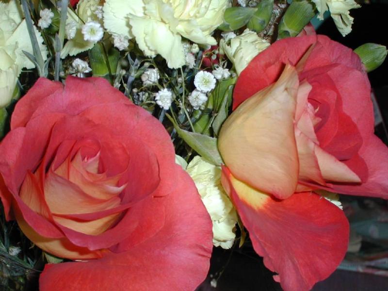 sh96156.jpg